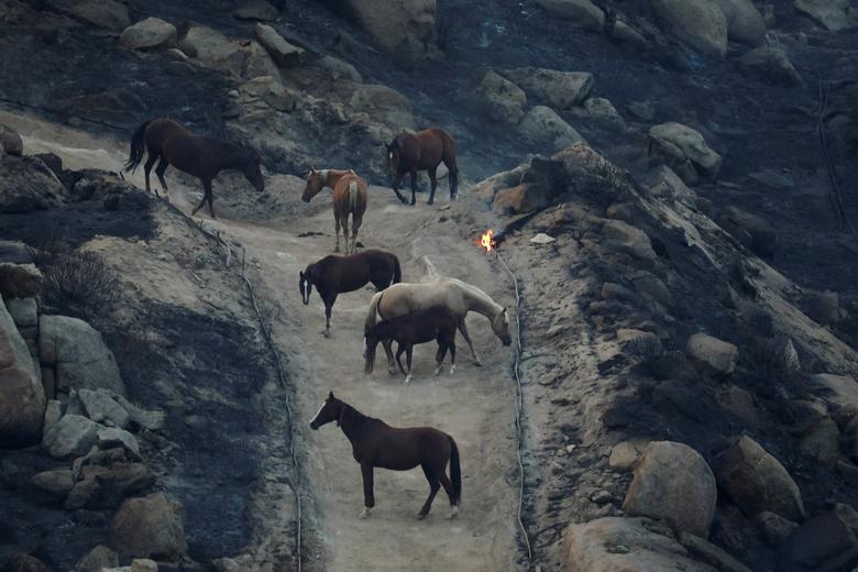 اسب‌ها به دنبال پناهگاه در پی آتش‌سوزی فیرویو فایر، هِمِت، کالیفرنیا