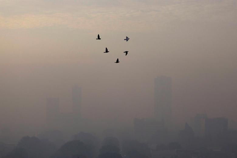 پرواز پرندگان در هوای آلوده، جاکارتا، اندونزی