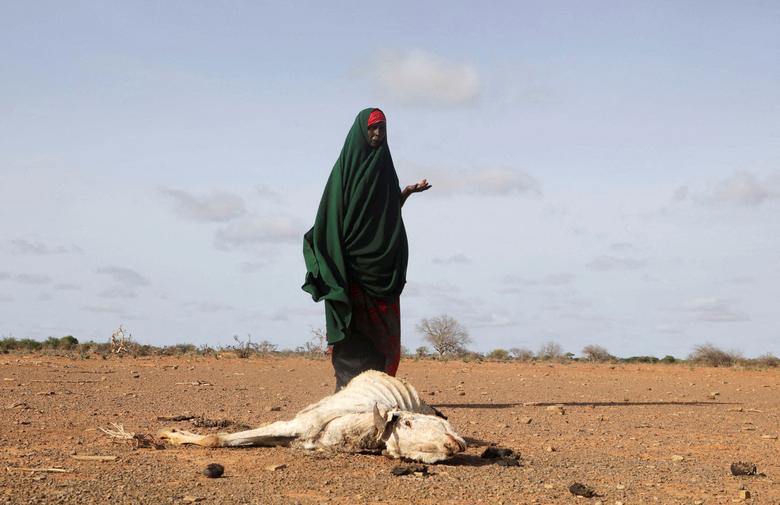 یک زن آواره سومالیایی کنار دامی که از تشنگی جان داده‌ است، منطقه گِدو، سومالی