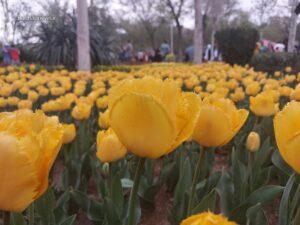 موبایلگرافی بادبان از جشنواره لاله‌های کرج